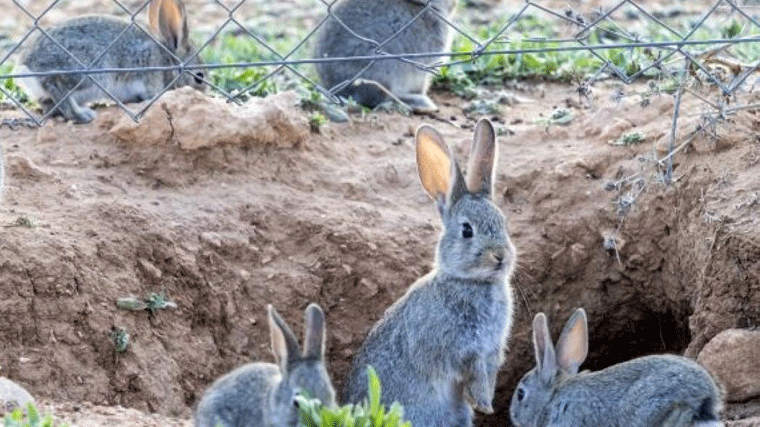 Vecinos de Carabanchel Alto denuncian que cientos de conejos invaden el barrio