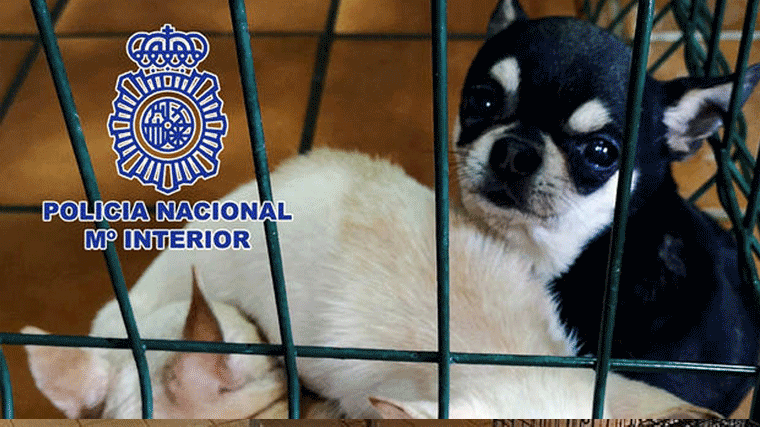 Dos veterinarios detenidos y 270 chihuahuas mutilados rescatados