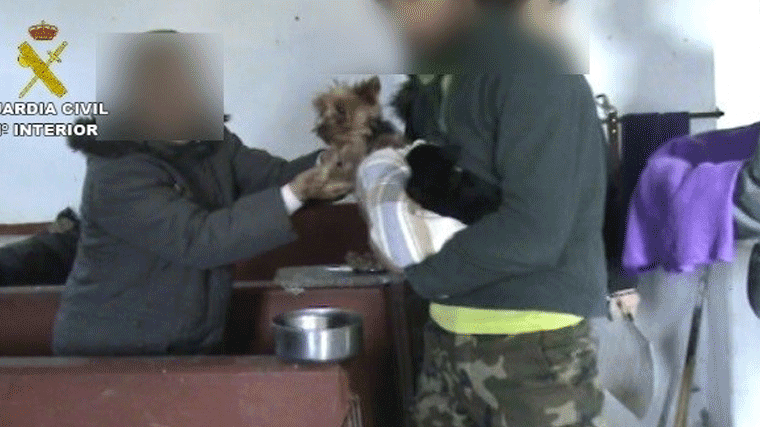 Inmovilizados 158 perros hallados en un criadero ilegal en la zona norte