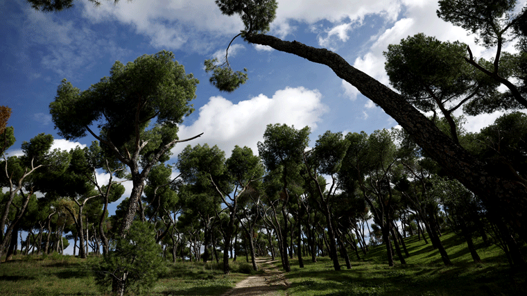 Dehesa de la Villa, declarada Bien de Interés Cultural por su paisaje