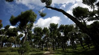 El Día del Arbol en la capital se celebrará con un itinerario de especies del Vivero, El Retiro o la Dehesa de la Villa