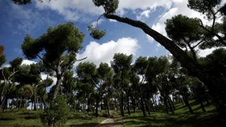 El Día del Arbol en la capital se celebrará con un itinerario de especies del Vivero, El Retiro o la Dehesa de la Villa