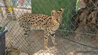 Desmantelan un zoo ilegal con más de 150 animales exóticos en Castellón