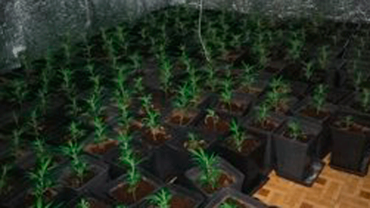 Tres detenidos y 1.200 plantas y 100.000 € incautados en dos cultivos `indoor´ en Vallecas