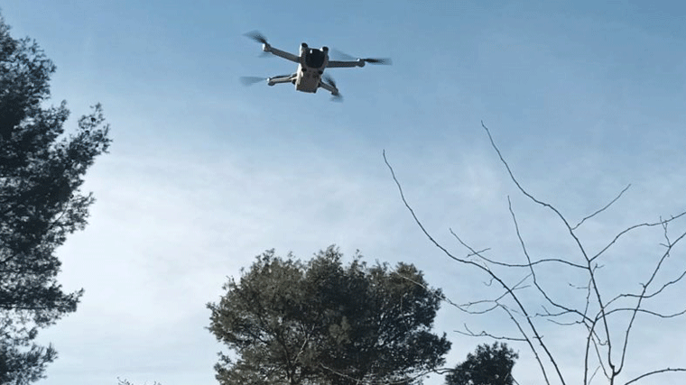 El Ayuntamiento comienza a usar drones e IA para dar caza a la oruga procesionaria en la copa de los árboles
