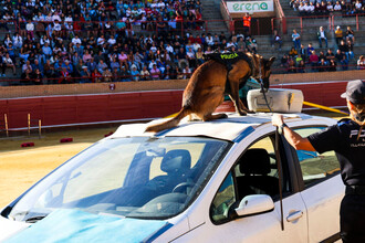 La final del campeonato de guías caninos cierra los actos por el 30 aniversario de la unidad de Móstoles