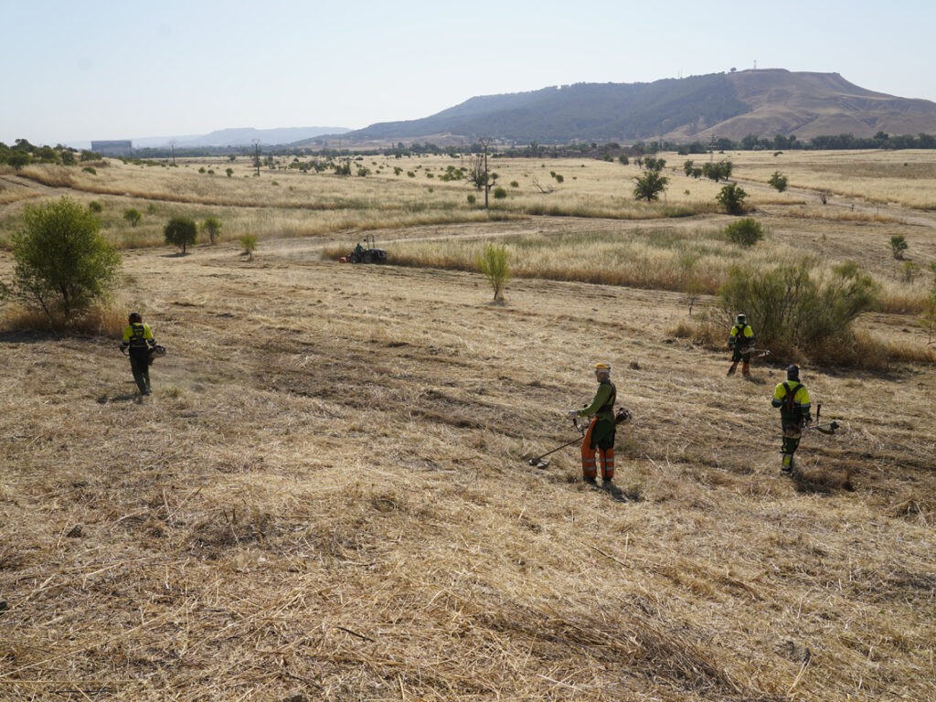 Desbroce en la Finca Soto Espinillo para prevenir incendios en Torrejón de Ardoz