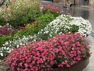 Renovación de zonas verdes con más de 30.000 flores para el verano
