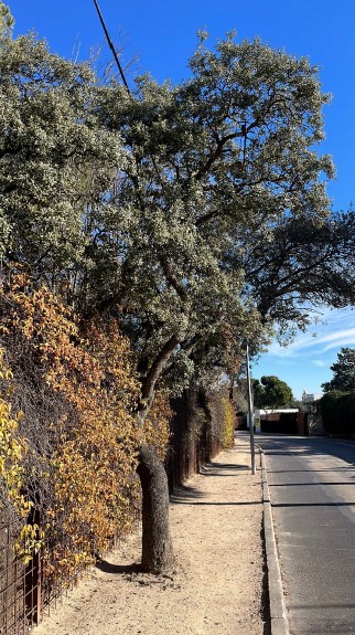 Remodelación del Paseo de la Marquesa Viuda de Aldama con 2,1 millones de euros para mejorar la accesibilidad