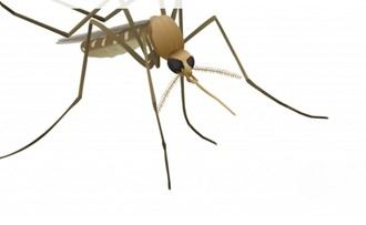 Plan de choque para combatir mosquitos con nuevos tratamientos en la localidad