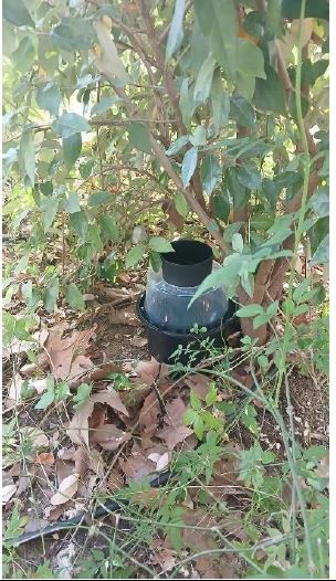 Refuerzan la vigilancia del mosquito tigre con trampas en Boadilla del Monte hasta noviembre