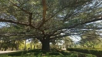 Cedrus libani de la Casita del Infante se corona como Árbol del Año 2026