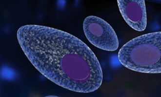 Publican un monográfico sobre toxoplasmosis que aborda su impacto en salud pública