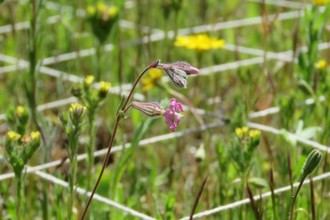 Investigación revela cómo el clima y el suelo afectan la convivencia de plantas