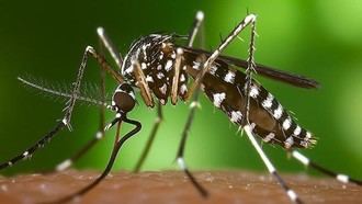 Alerta sobre los riesgos de picaduras de insectos y consejos de prevención en Alcobendas