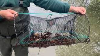 La Comunidad retiró 4.012 especies exóticas invasoras del medio natural en 2025