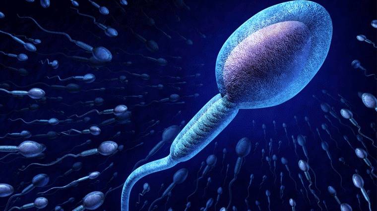 ¿Qué espermatozoide produce una descendencia más sana?