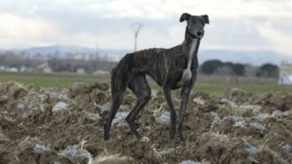 Una persona denunciada por cazar con galgos sin autorización para ello