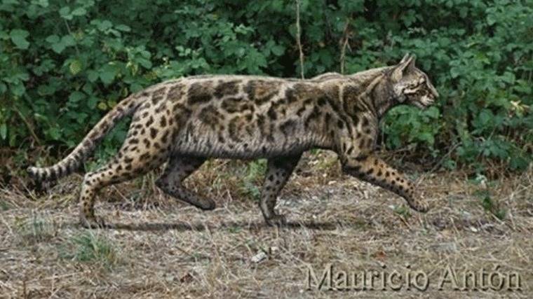 Hallan una especie de felino que vivió en Madrid hace 9,5 millones de años