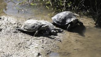 Piden no soltar galápagos de florida en el Manzanares, son especie invasiva