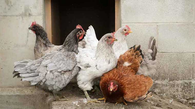 El Gobierno amplía el confinamiento de aves de cría a toda España por la gripe aviar