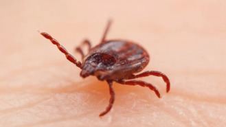La Comunidad alerta de los peligros de la picadura de las garrapatas para la salud