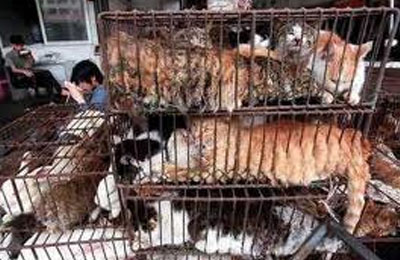 Más de 500.000 firmas contra el comercio de carne de perro y gato en China