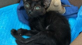 Llamado a la responsabilidad: Evita el abandono de animales en verano