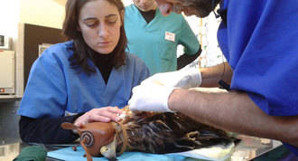 El Hospital de Fauna Salvaje ha atendido a casi 6.000 animales
