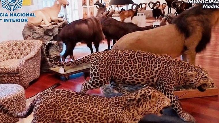 Intervenidos 49 ejemplares de animales disecados como osos o leopardos y 132 piezas de marfil