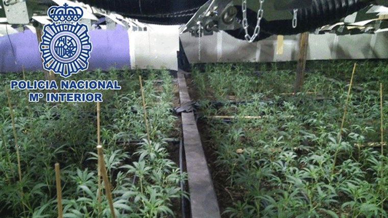 Detenidos seis chinos que cultibaban 1.600 planas de marihuana en una nave