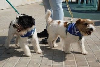 Premio a la cátedra de Animales y Sociedad por su proyecto en humanización sanitaria