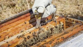 Nuevas ayudas en Madrid para impulsar la apicultura y profesionalizar el sector