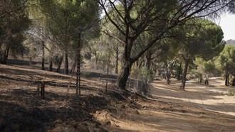 Agilizan la gestión de residuos de incendios forestales en Madrid para facilitar la limpieza de zonas afectadas