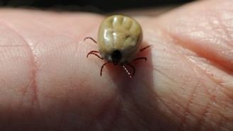 Alertan en Madrid sobre los riesgos de las picaduras de garrapata para la salud humana y animal