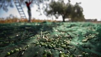 Nuevo decreto en Madrid asegura la trazabilidad de las aceitunas desde el campo hasta el consumidor