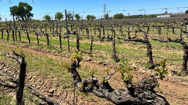 Nuevas variedades de uva en Madrid para combatir las pérdidas en los viñedos regionales