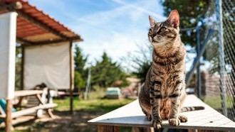 Asistencia veterinaria gratuita para animales afectados por incendios en la región