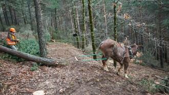 Formación gratuita para 1.500 profesionales agropecuarios en Madrid sobre regeneración de suelos forestales