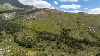 Más de 1,3 millones para revitalizar los pinares del Parque Nacional de la Sierra de Guadarrama