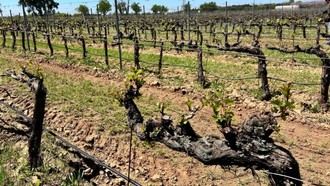 95 variedades centenarias de vid reaparecen en un estudio liderado por Madrid