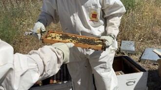 Control de ahumadores en más de 17.000 colmenas: Madrid refuerza la prevención de incendios