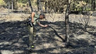 El Ejecutivo madrileño se personará como acusación particular en los juicios por los incendios forestales de este verano