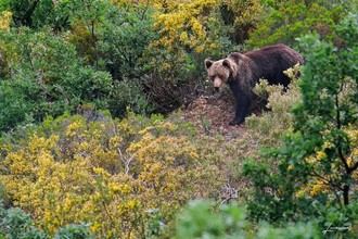 El calor afecta el movimiento del oso pardo cantábrico en el cambio climático