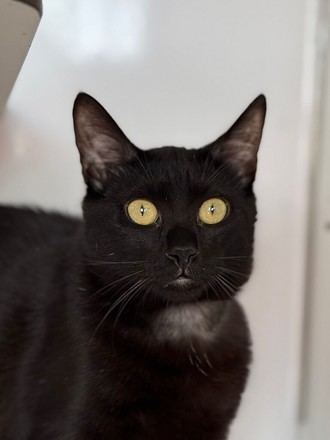 Nuevo buscador en la web para adoptar mascotas en Fuenlabrada