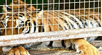 El municipio se declara ciudad libre de circos con animales