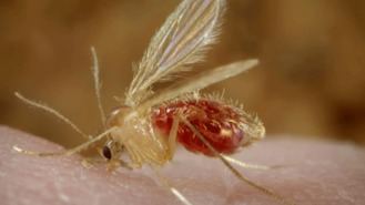 El mayor brote de leishmaniosis humana en España, en Fuenlabrada