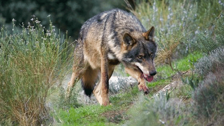 150 organizaciones se manifestarán el 13 de marzo en Madrid en favor del lobo