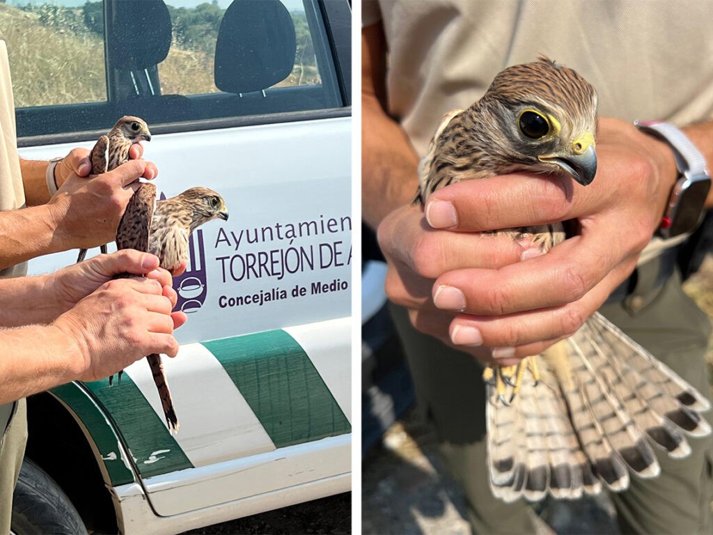 Liberan tres cernícalos en su hábitat natural tras recuperación en Torrejón de Ardoz