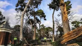 Madrid recupera la masa forestal de antes de Filomena con la plantación de 90.000 árboles